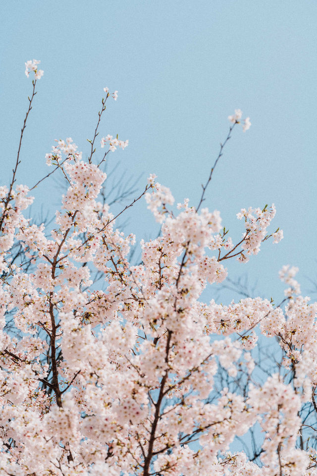 제주 벚꽃 명소 '전농로'