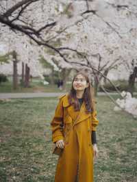 A less crowded cherry blossoms viewing park