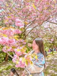 🌸부산 No.1 겹벚꽃 명소🌸