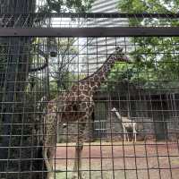 動物 全部都係動物嘅上野動物園😂