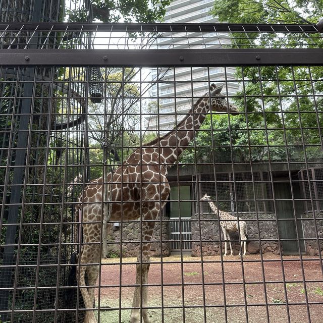 動物 全部都係動物嘅上野動物園😂