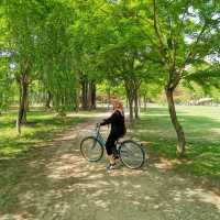 Find your serenity only in Nami Island, South Korea