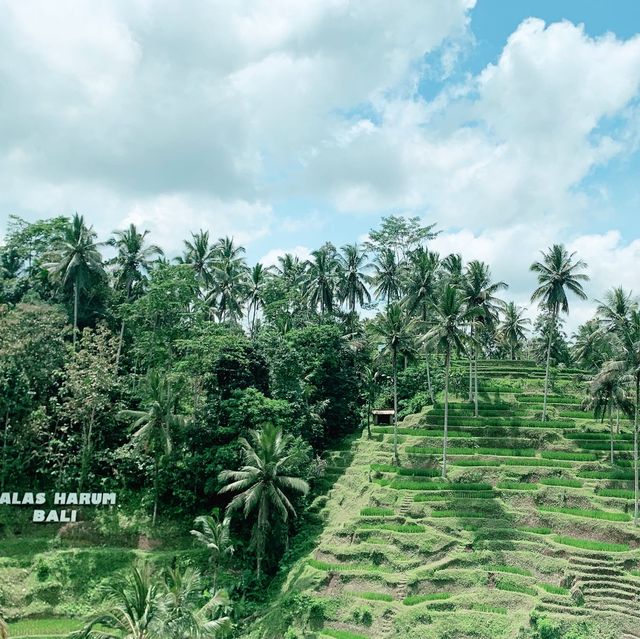 【バリ島】ライステラスへようこそ "Alas Harum Bali"