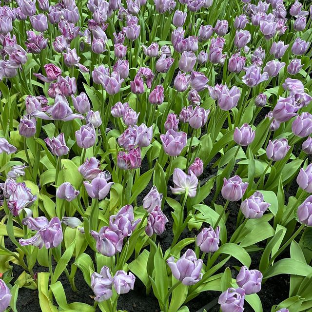 🌷ดอกทิวลิปบานที่ระยอง 🌷