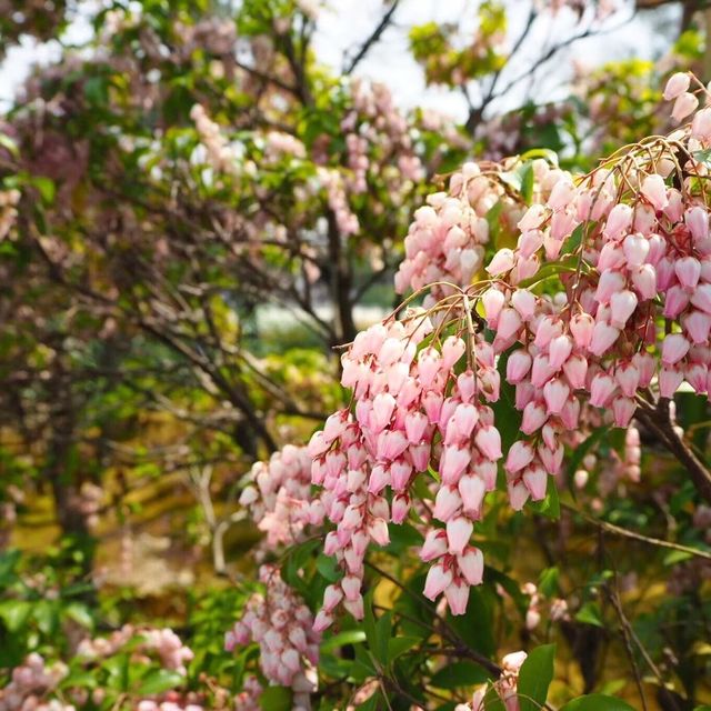 【嵐山】天龍寺の庭園