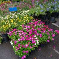เดินตลาดต้นไม้ ตลาดนัดสวนจตุจักร