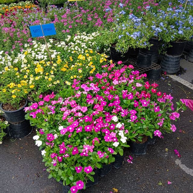 เดินตลาดต้นไม้ ตลาดนัดสวนจตุจักร