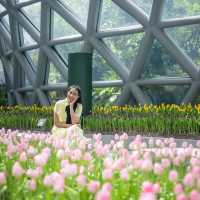 Miracle of Natural..ดอกทิวลิปบานที่ระยอง