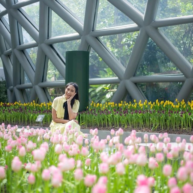 Miracle of Natural..ดอกทิวลิปบานที่ระยอง