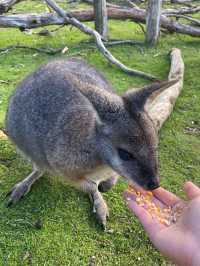 Get up close and personal with wildlife here!