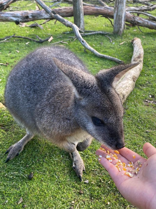 Get up close and personal with wildlife here!