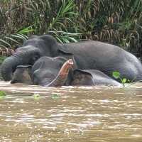 Borneo Elephants taking a river bath