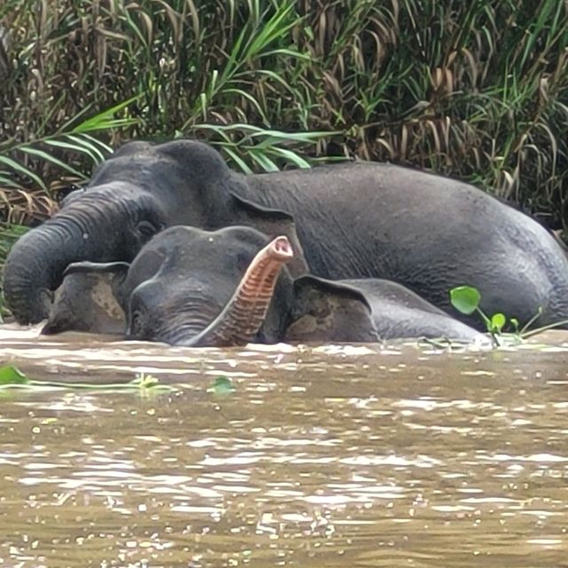 Borneo Elephants taking a river bath