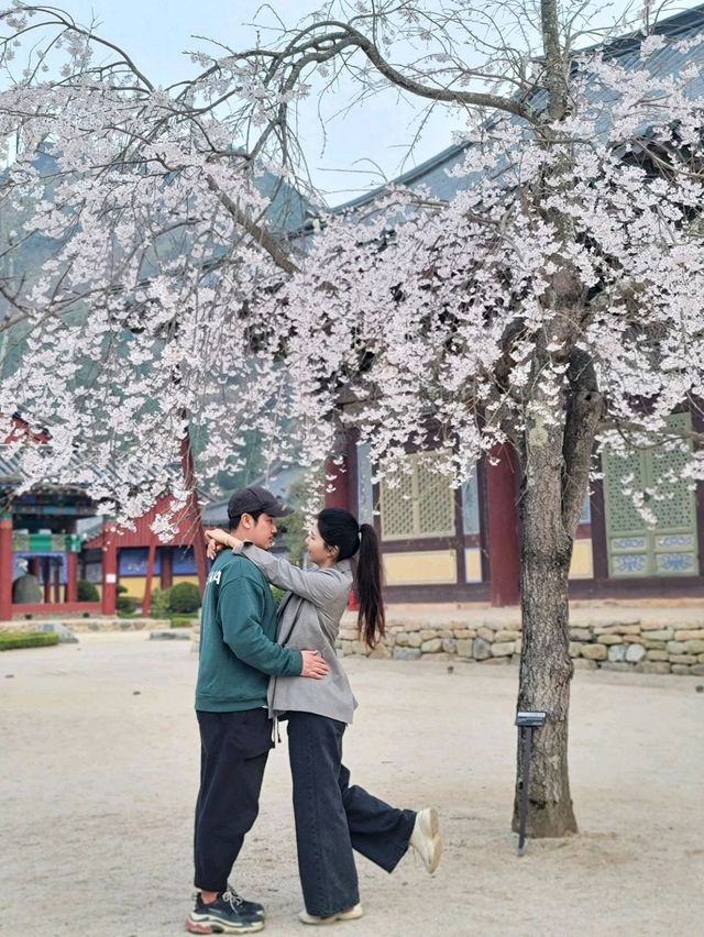 봄날을 만끽하는 예쁜 봄꽃들이 모여 있는 운문사🌸