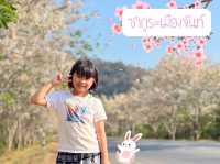 ซากุระเมืองจันท์ 🌸