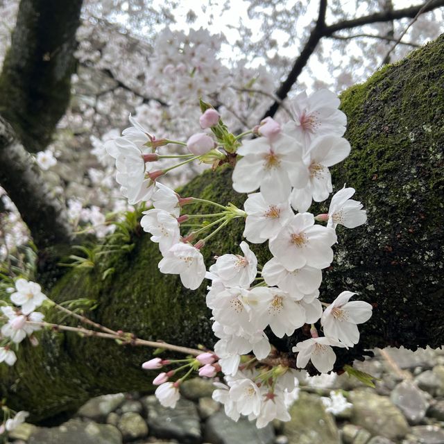 日本福岡🌸賞櫻