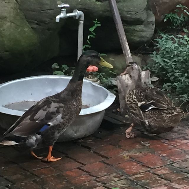 ここは日本のカナダ！八ヶ岳カナディアンファーム