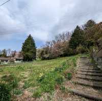 Fleeting Beauty: Takematsu Park's Cherry Blossoms