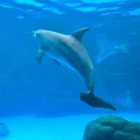珠海長隆海洋王國之海洋動物