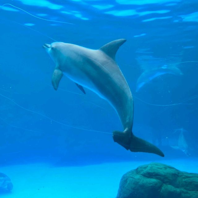 珠海長隆海洋王國之海洋動物
