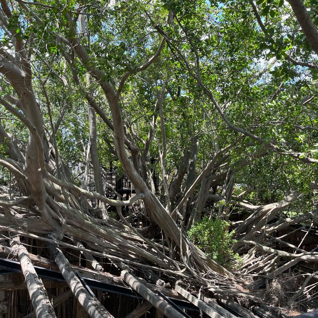 WOW That's tree roots house！！！