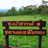 ดอกกระเจียวบานสะพรั่ง รับหน้าฝน ชัยภูมิ