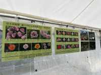東京・北区。バラの季節には多くの品種の花が咲き誇るそうです『旧古河庭園』