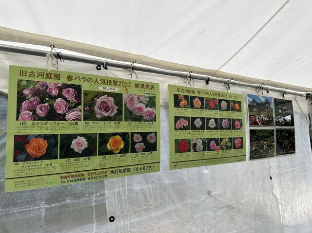 東京・北区。バラの季節には多くの品種の花が咲き誇るそうです『旧古河庭園』