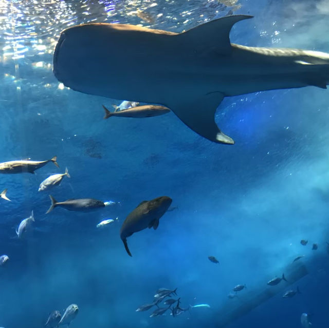 沖縄観光　美ら海水族館