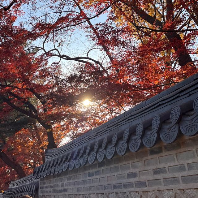 23년 마지막 자유관람, 우리의 역사가 담긴 창덕궁 비원을 보고 오다