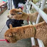 Alpaca Farmland at Balwangsan