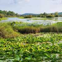 ป่าเสม็ดพันปี, ระยอง