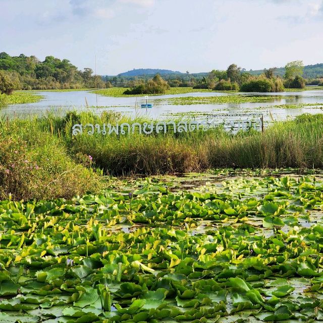 ป่าเสม็ดพันปี, ระยอง