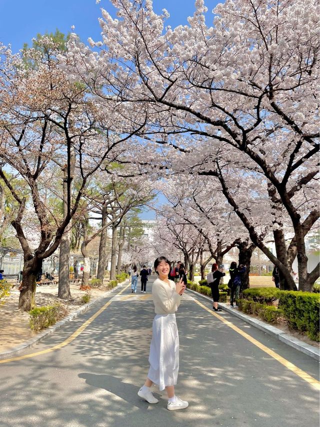 이번 주말 달려가야할 서울 벚꽃 스팟🌸 #정독도서관 