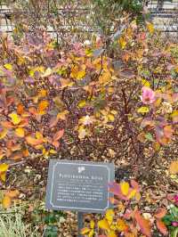 冬でも薔薇が見られる山下公園