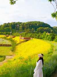 황금빛 금계국으로 만개한 함안 명소 🌼