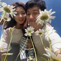 화성에도 생긴 샤스타데이지 꽃밭이 있는 카페! 욕실컨셉의 로얄엑스클럽
