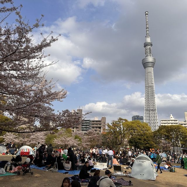 淺草、隅田公園🌸、晴空塔散策