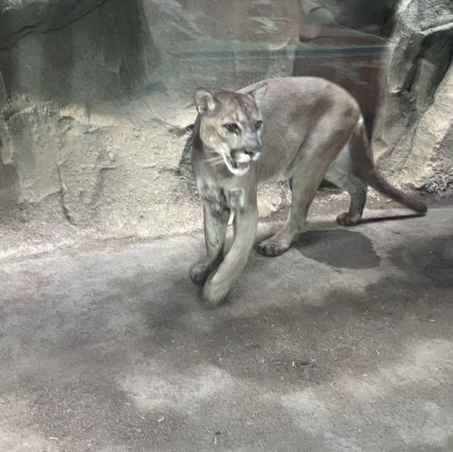 大人小孩都喜歡的神戶動物王國