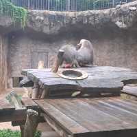 韓國😍愛寶樂園🐒介紹有咩動物睇🐯