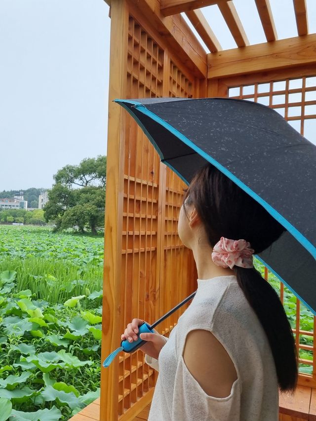 연꽃으로 가득한 전주 덕진공원