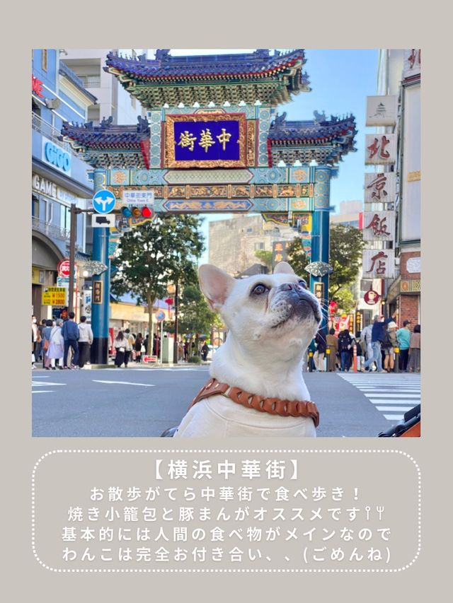 【横浜】わんこと行けるスポット6選🎡