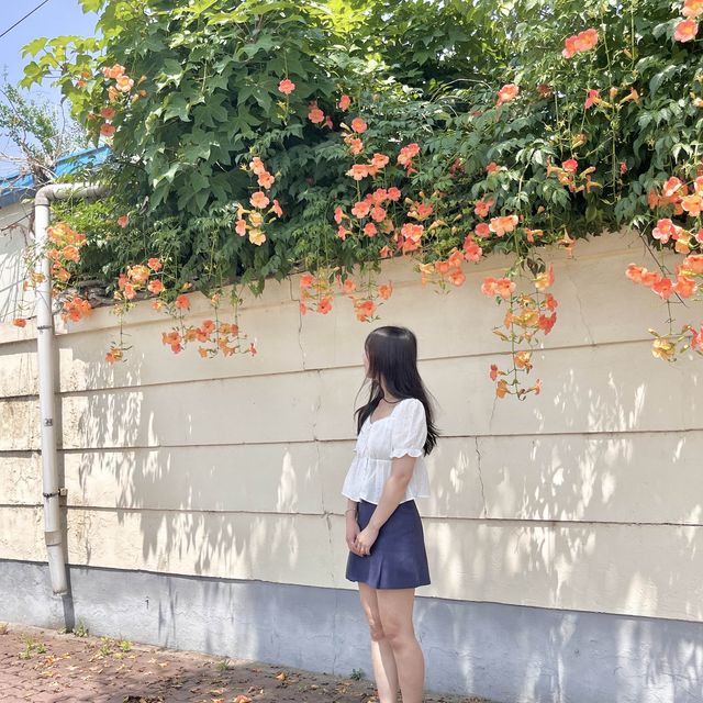 경주 황리단길 능소화스팟