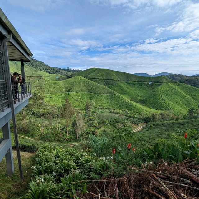 🫖 Unwind @ BOH Cameron Highlands