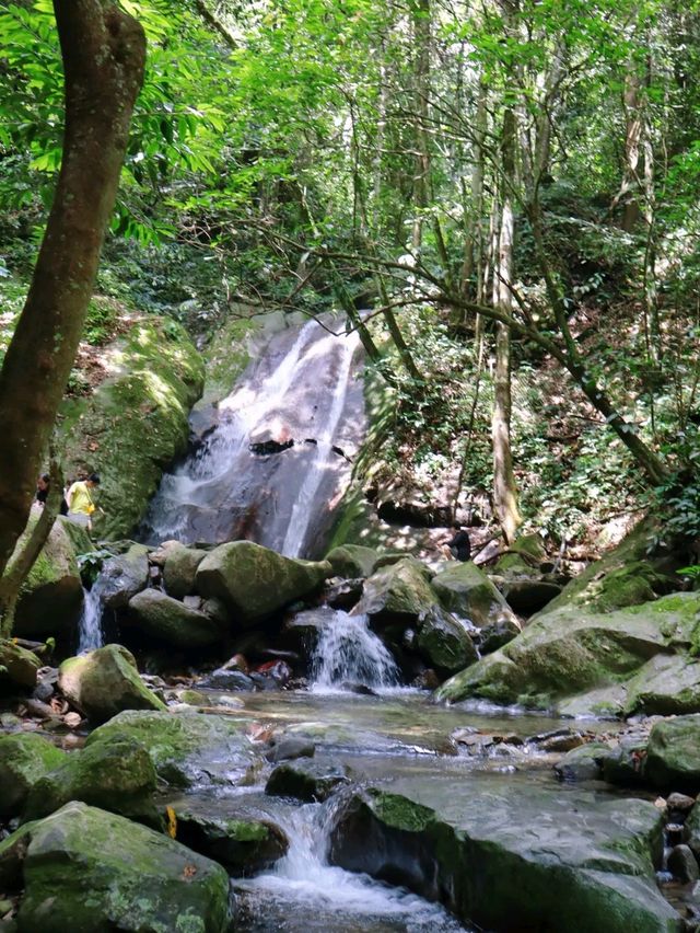 Giant tree at Rainforest in Sabah!