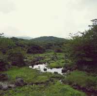 🌳 제주에서 차로 갈 수 있는 가장 높은 곳, 1100고지습지
