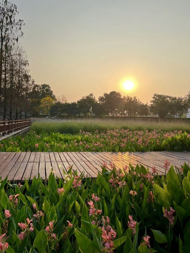 🌿🌺🌅 觀瀾河濕地公園～花海日落驚艷🌿🌺🌅