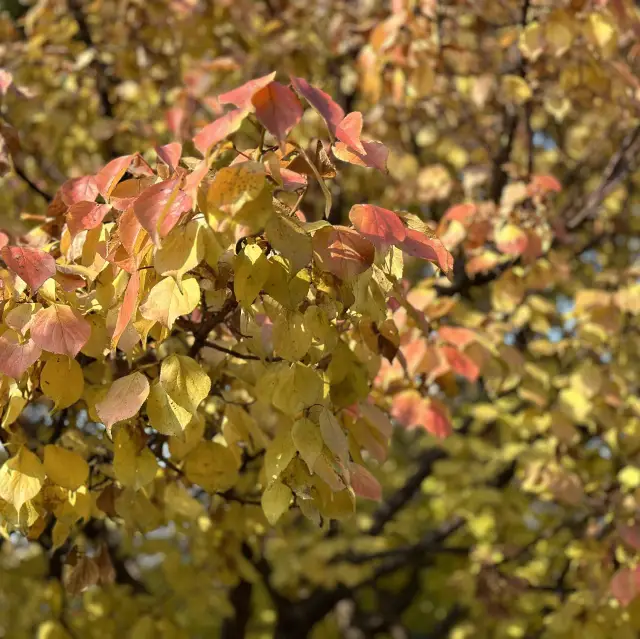 🍁 가을이 찾아 든 제주 목관아