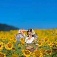 ทุ่งทานตะวันเขาใหญ่ บานสะพรั่งรับลมหนาว🌻