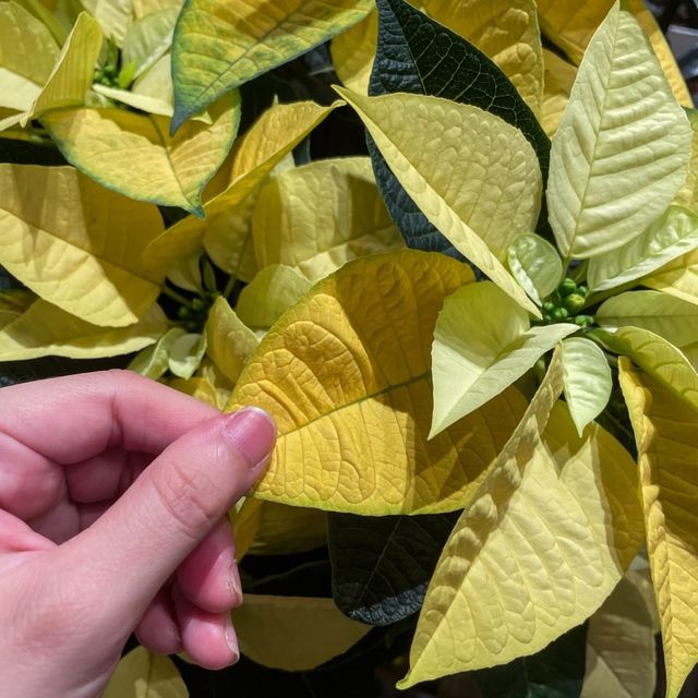 Botanical Sightseeing at Far East Flora HQ